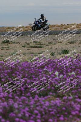 media/Jan-14-2023-SoCal Trackdays (Sat) [[497694156f]]/Turn 14 Exit Bloomig (145pm)/